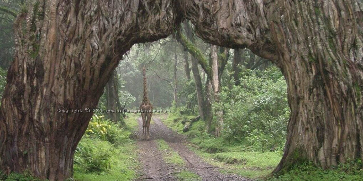 Kilimanjaro trek