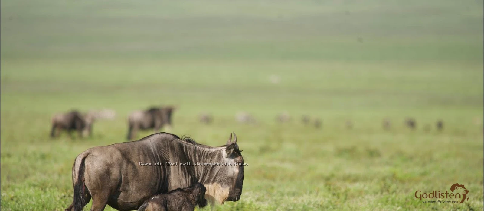 Calving Season Migration And Big Five Safaris