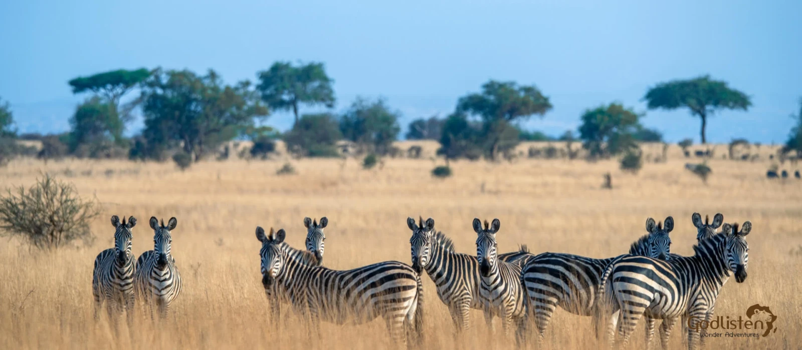 Tarangire And Ngorongoro Crater Family Safaris