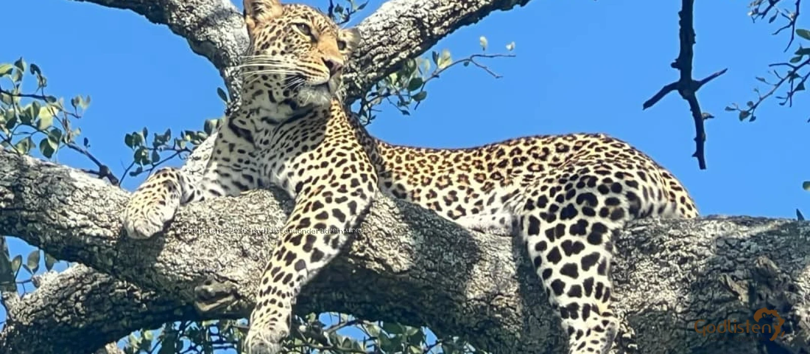 Private Midrange Northern Safaris