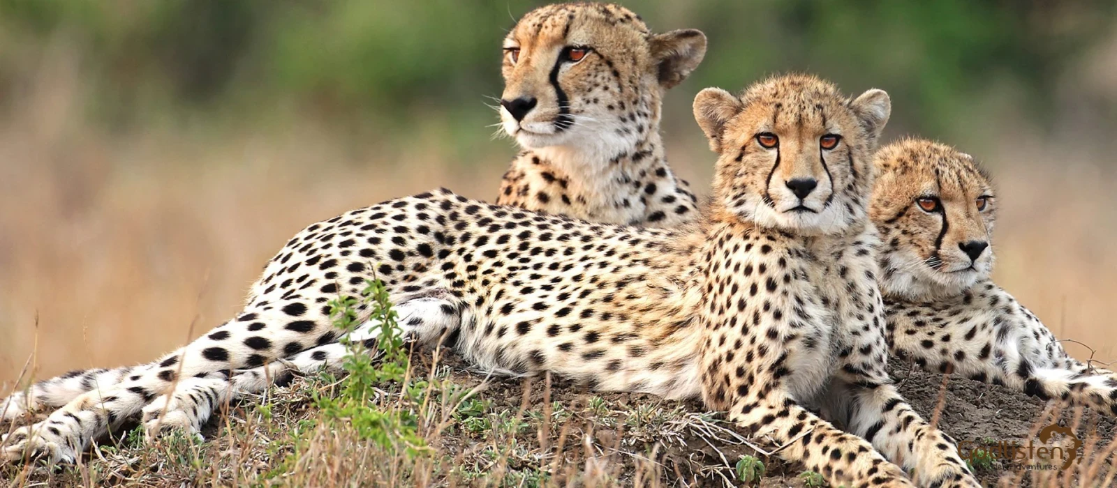 Northern Tanzania Safari And Cultural  Experience