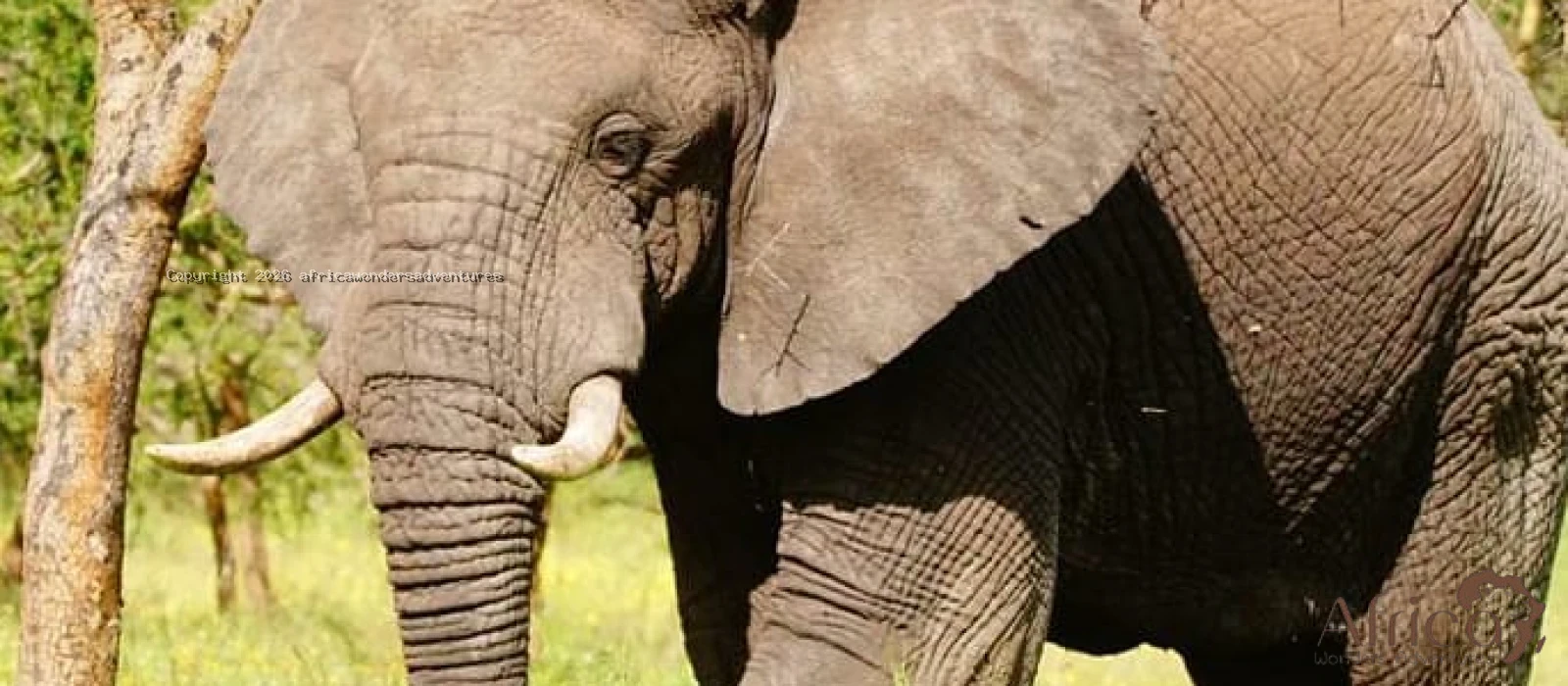 Tarangire And Ngorongoro Crater Family Safaris