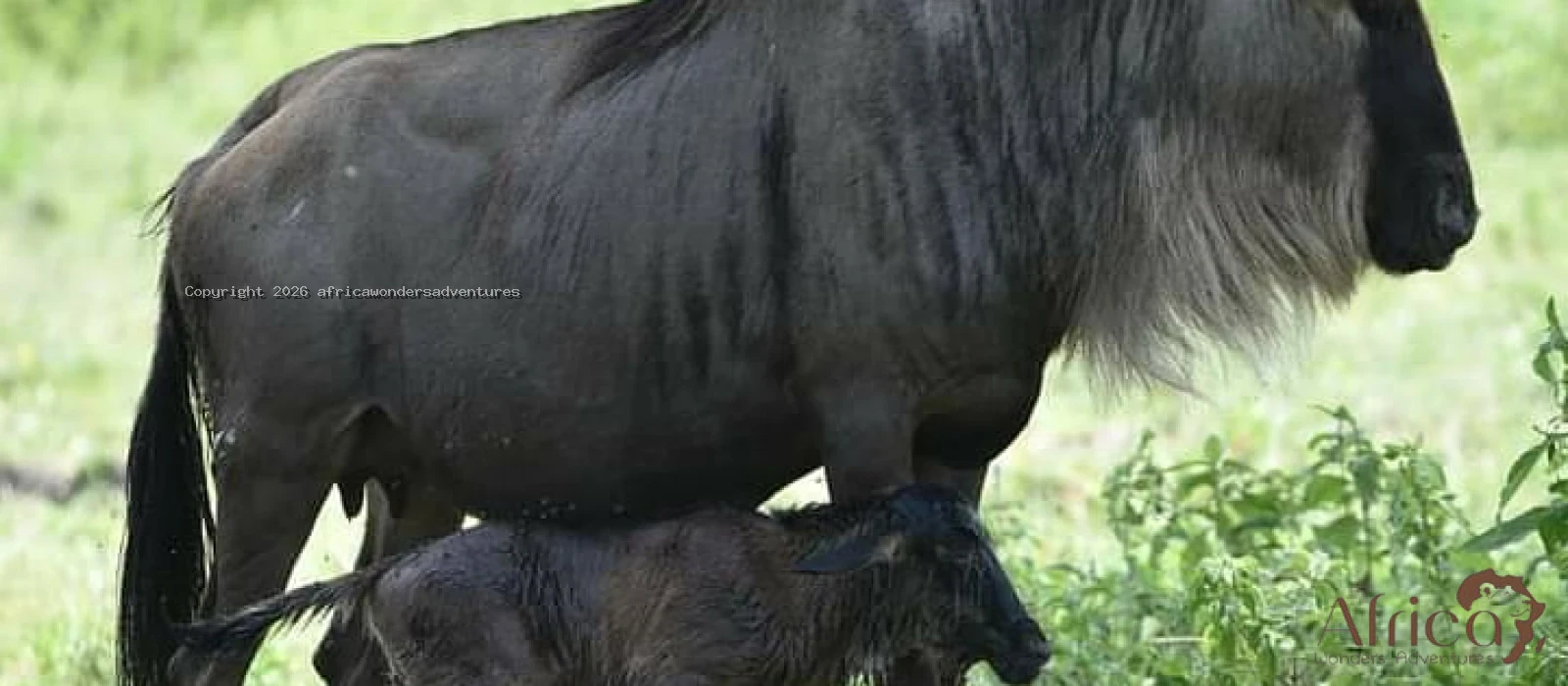 Calving Season Migration And Big Five Safaris